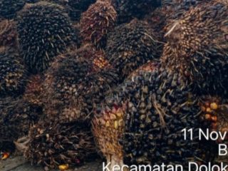 Menjaga Mutu Dan efisiensi Produksi Petugas Sortasi PKS Dolok Ilir Menerapkan SOP Dalam Penerimaan TBS