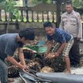 Resahkan Warga, Dua Pencuri Sawit di Dolok Parmonangan Tertangkap Tangan Saat Beraksi