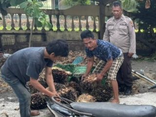 Resahkan Warga, Dua Pencuri Sawit di Dolok Parmonangan Tertangkap Tangan Saat Beraksi