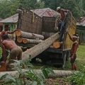Penebangan Pohon Mahoni-Jabon di HGU PTPN IV Kebun Bandar Betsy Disorot, Asisten Afdeling Beri Klarifikasi