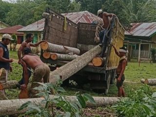 Penebangan Pohon Mahoni-Jabon di HGU PTPN IV Kebun Bandar Betsy Disorot, Asisten Afdeling Beri Klarifikasi