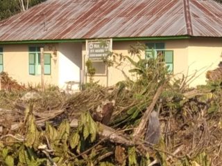 Dugaan Pelanggaran SOP Penebangan Pohon Jabon dan Mahoni di PTPN IV Regional 1 Bandar Betsy Di Sorot