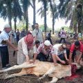 Wujud Rasa Syukur atas Kinerja, PTPN IV Kebun Pasir Mandoge Gelar Qurban Massal