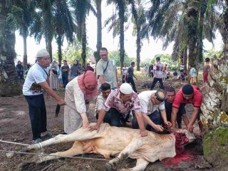 Wujud Rasa Syukur atas Kinerja, PTPN IV Kebun Pasir Mandoge Gelar Qurban Massal